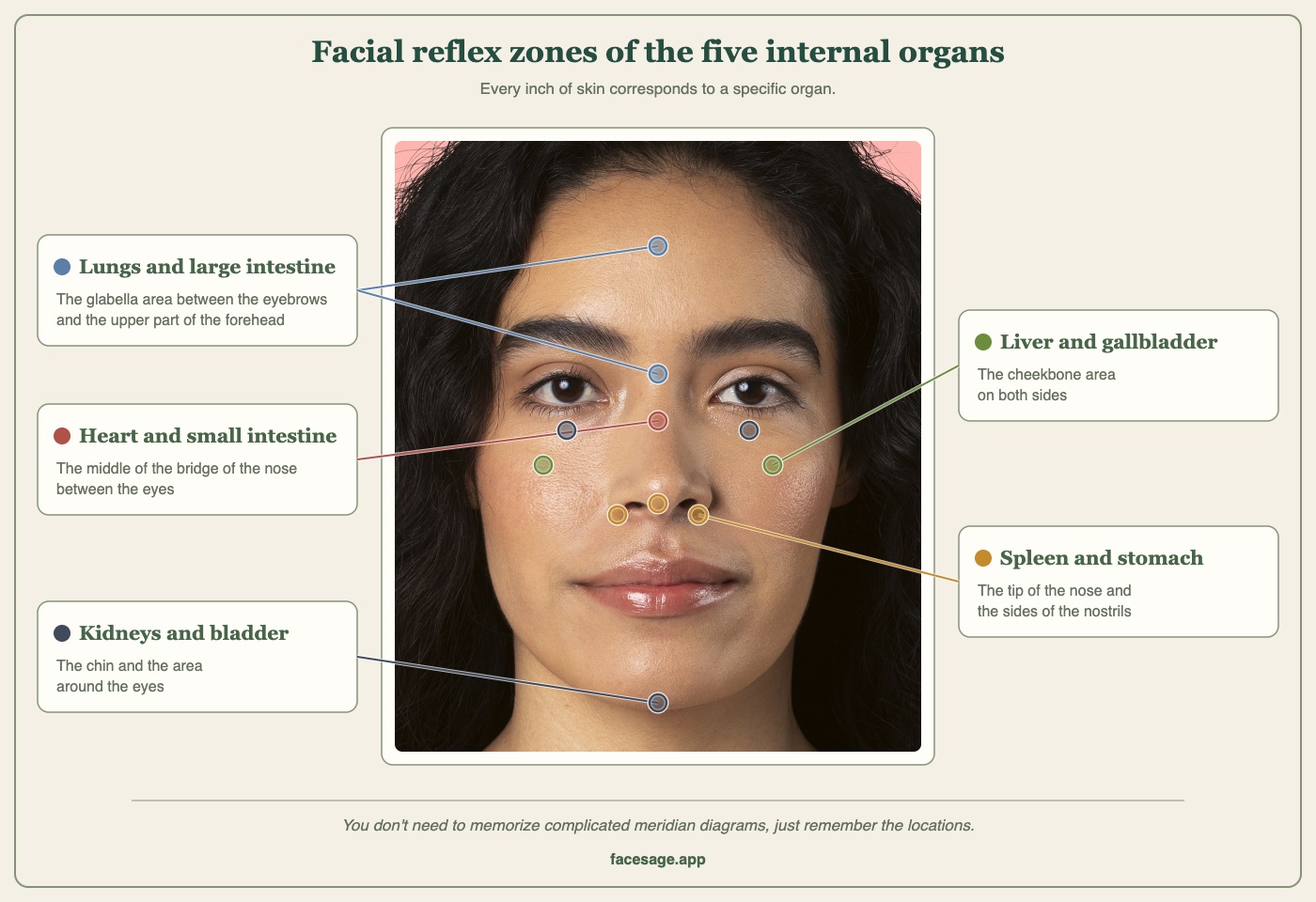 Chinese face map on a real face showing the reflex zones for the lungs, heart, liver, spleen and stomach, and kidneys