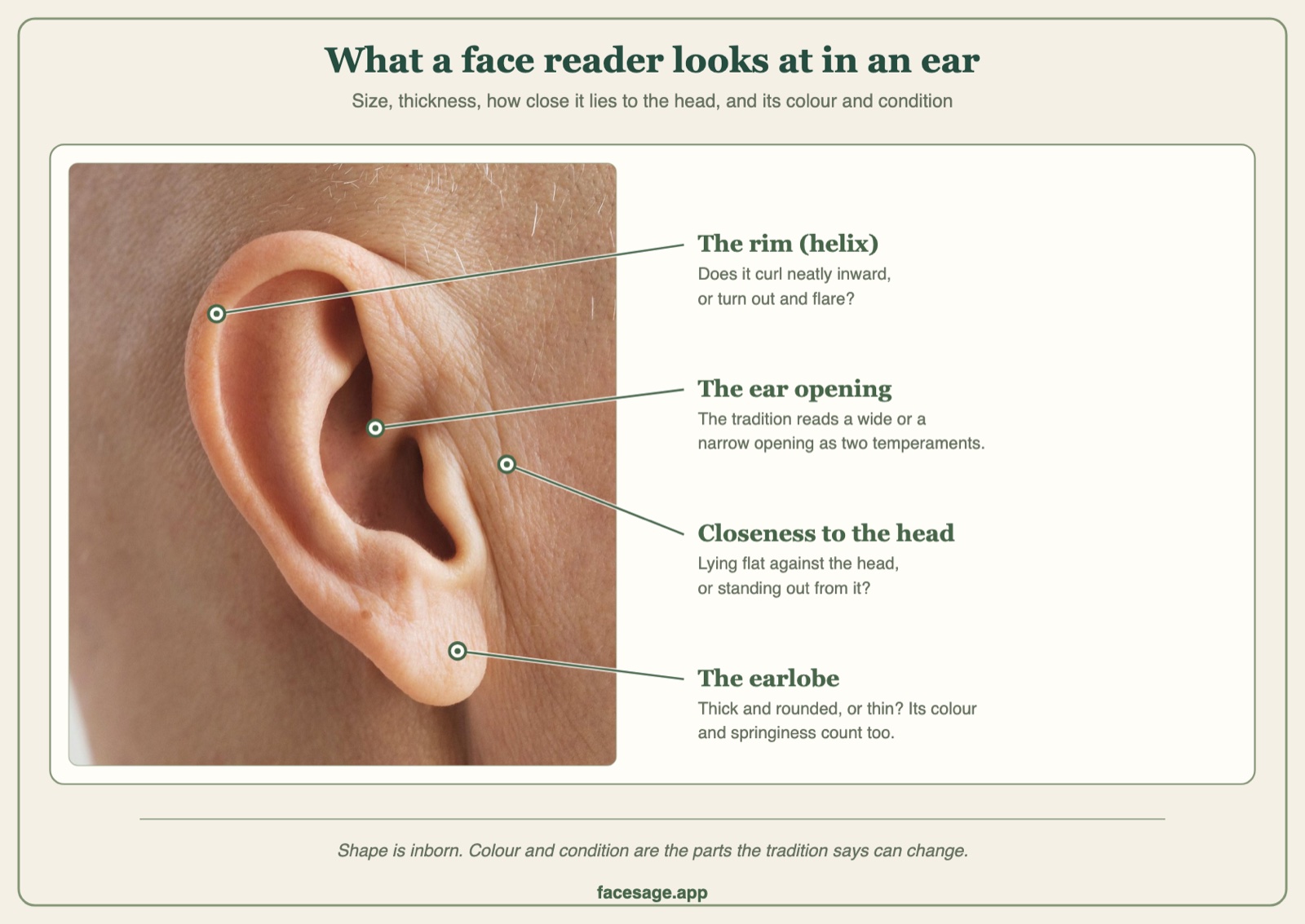 Real ear photo with the rim, ear opening, attachment to the head and earlobe labelled