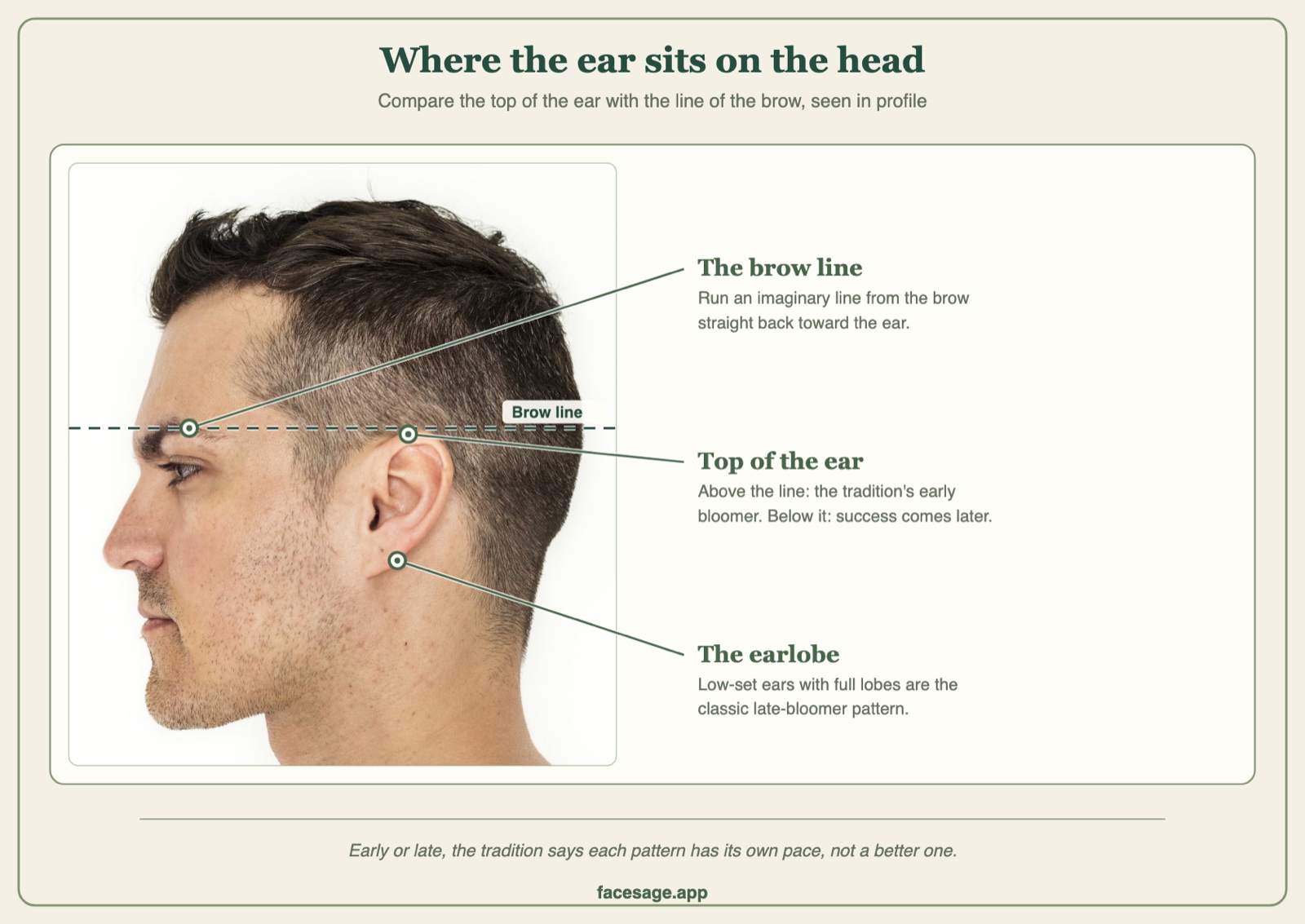 Man in profile with a dashed line at brow level showing where the top of the ear sits