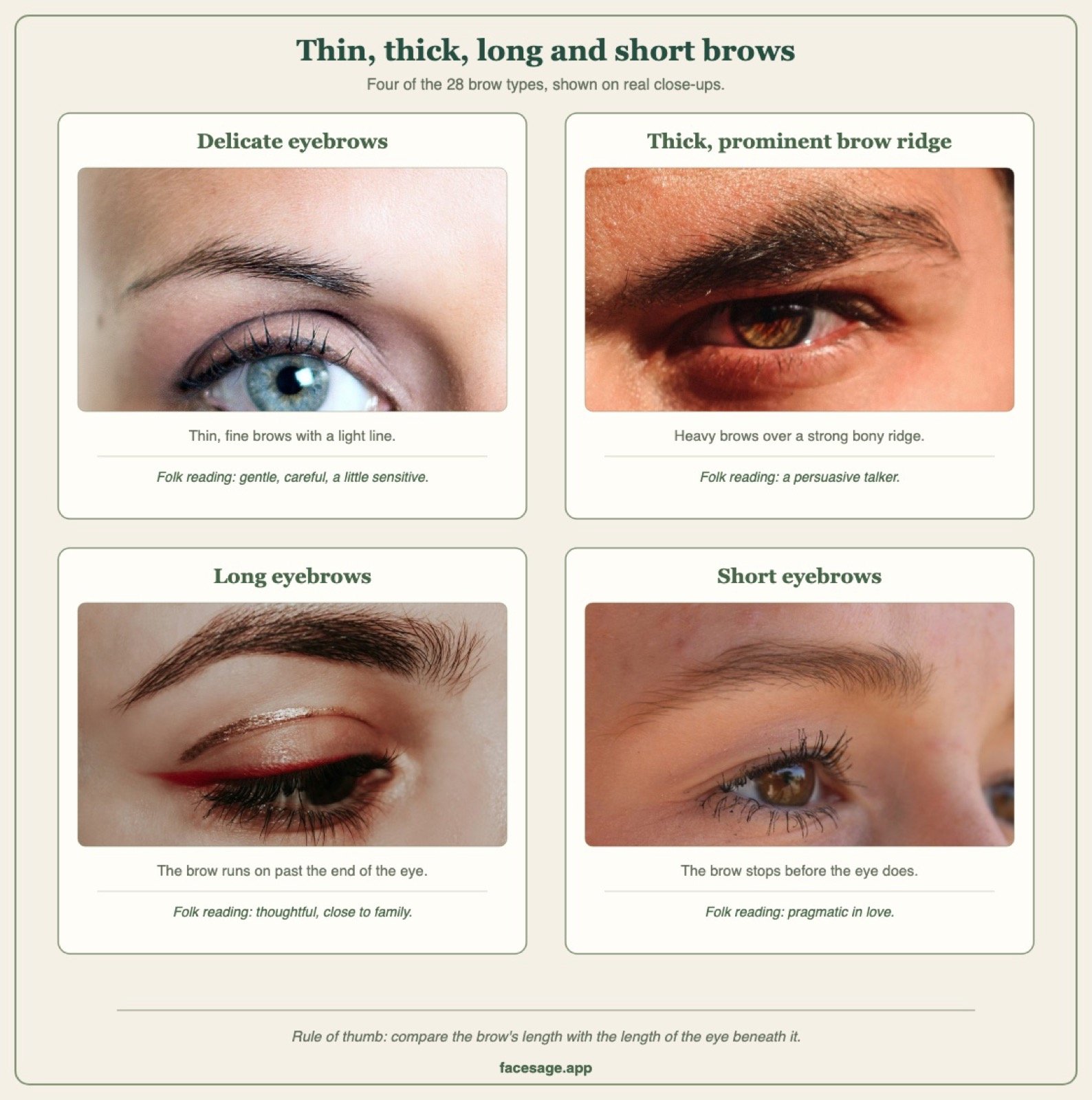Four real brow close-ups comparing delicate, thick, long and short eyebrows