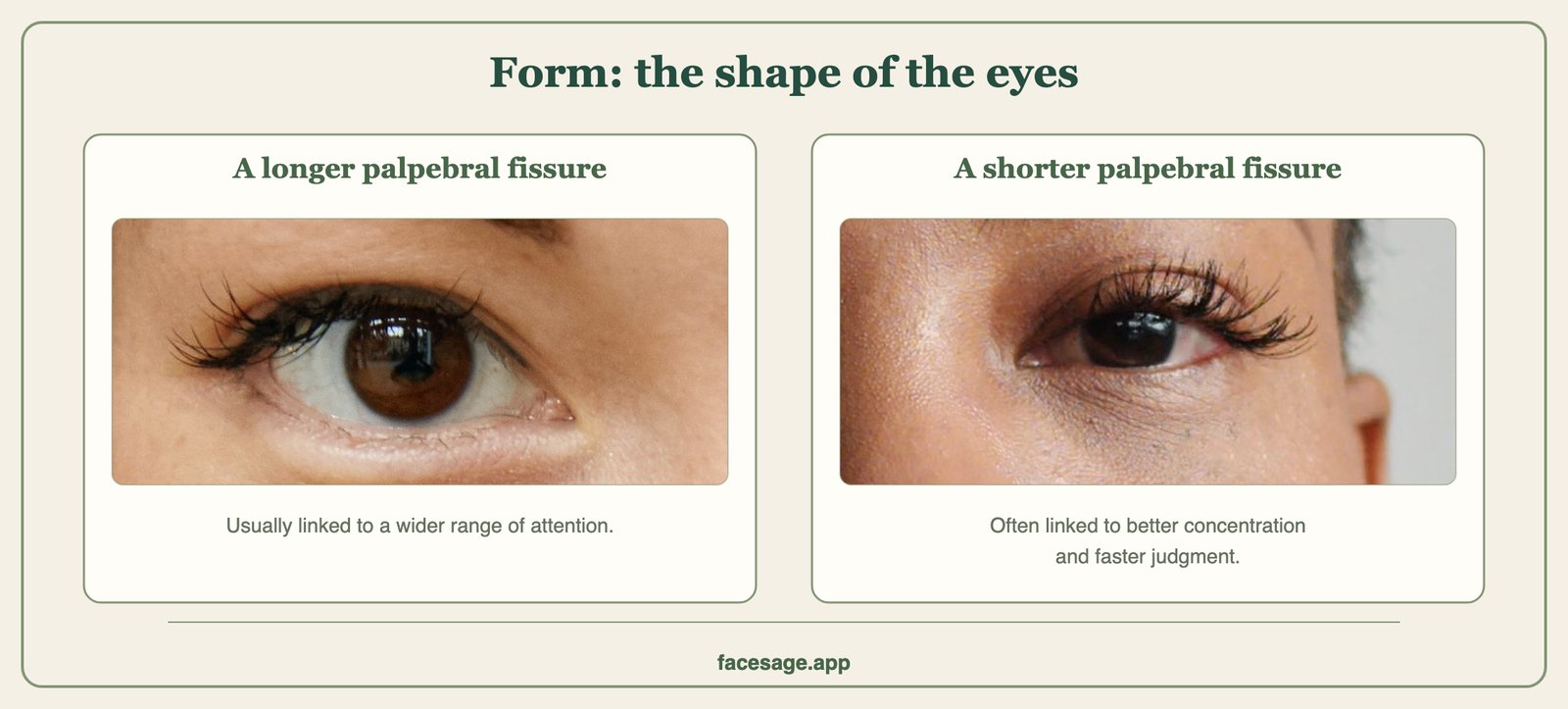 Two close-ups of single eyes, one long and almond-shaped, one shorter and more compact