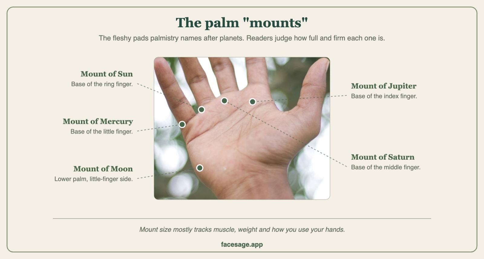 Real open palm marked with the Mounts of Jupiter, Saturn, Sun, Mercury and Moon