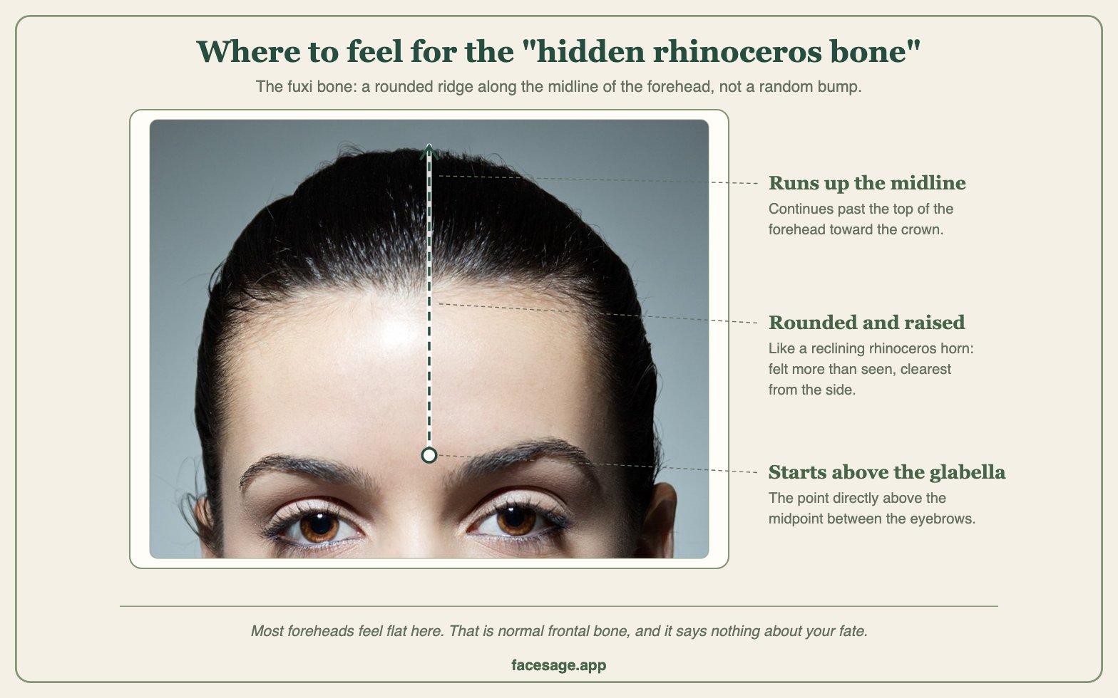 Real forehead with a dashed line showing the midline ridge from between the brows toward the crown