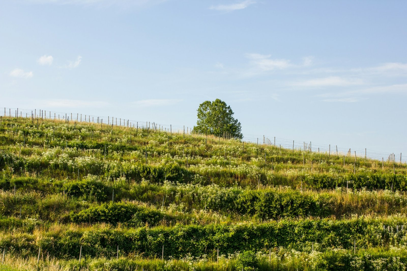 A lone tree on a green, cultivated hillside