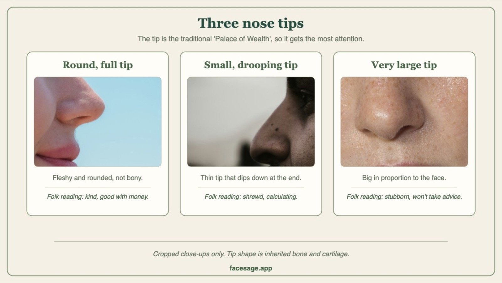 Three nose close-ups comparing a round full tip, a small drooping tip and a very large tip