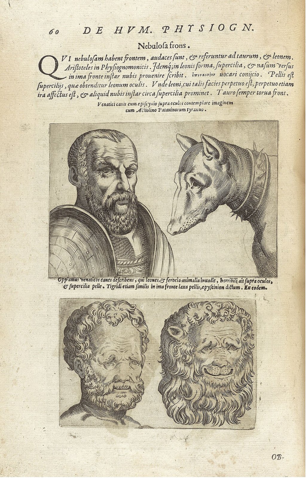 1586 engraving from della Porta's physiognomy book comparing men's faces with a dog and a lion