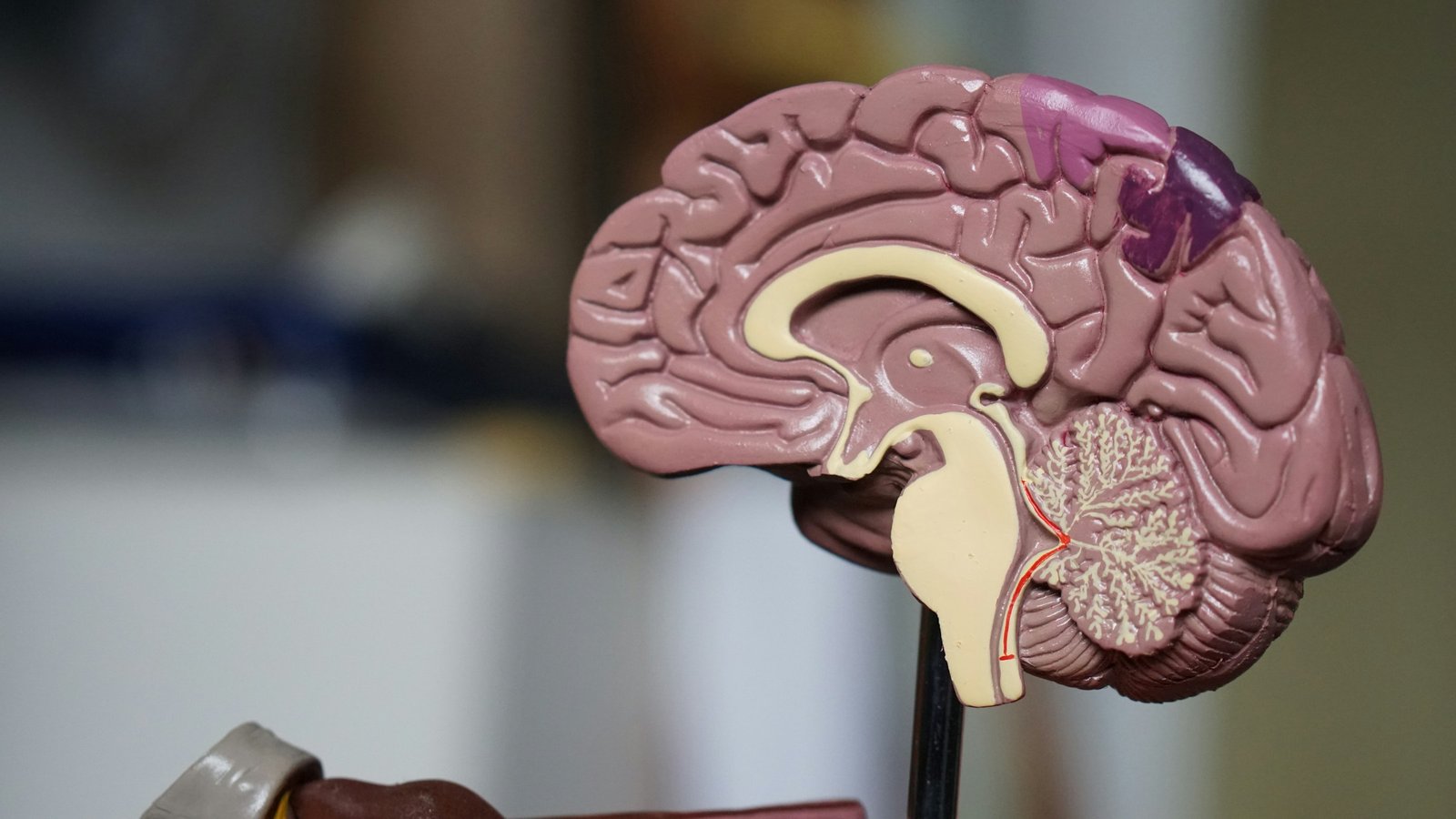 Model of a human brain showing the folded cerebral cortex