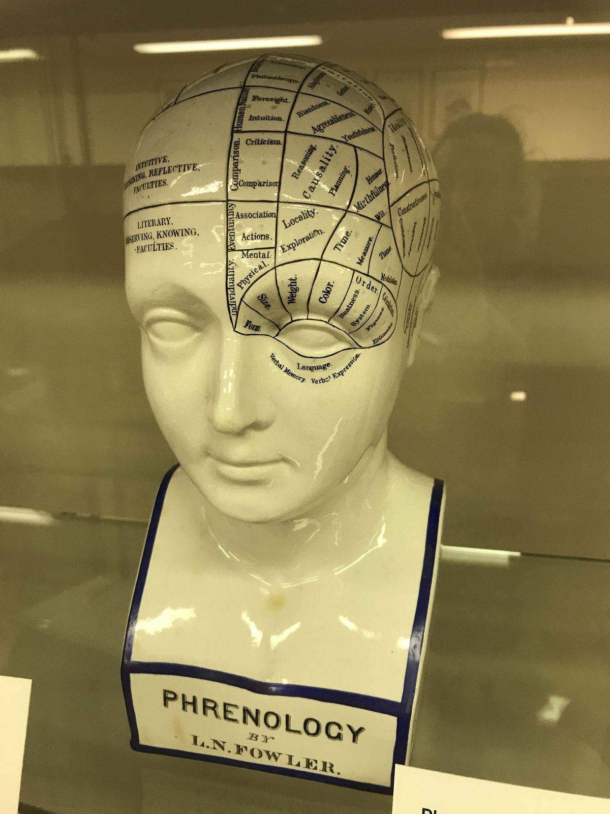 White ceramic phrenology head marked with labelled faculty zones