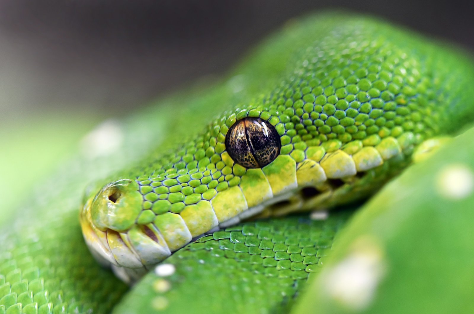 Close-up of a green snake's eye